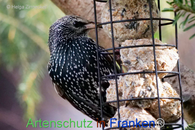 Bild zum Eintrag (1119380-160)