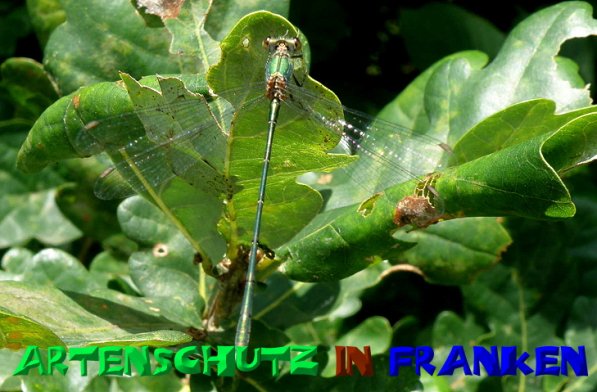 Copyright AiS- Albert Meier Bild zum Eintrag (1119429-160)