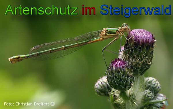 Copyright AiS / 2010 Christian Dreifert Bild zum Eintrag (1119440-160)