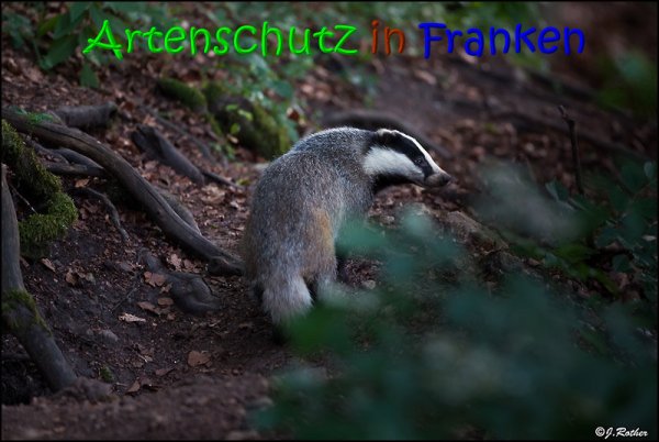 Copyright AiS Johannes Rother Bild zum Eintrag (1119498-160)