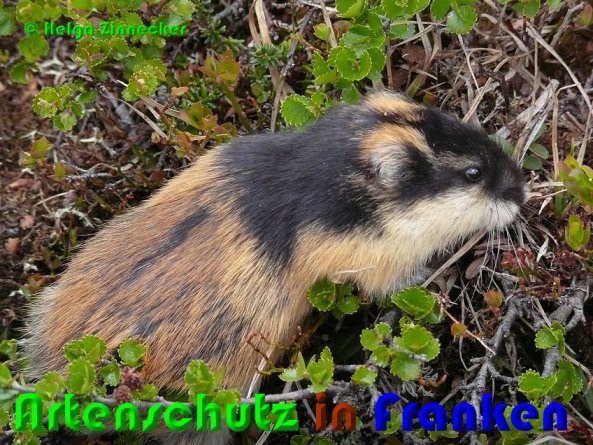 Copyright AiS Helga Zinnecker Bild zum Eintrag (1119500-160)