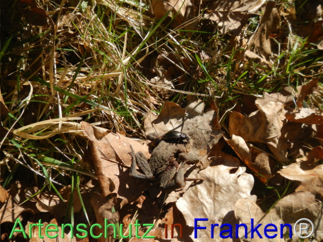 Bild zum Eintrag (1120114-160)
