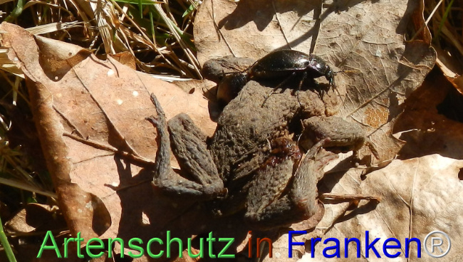 Bild zum Eintrag (1120122-160)