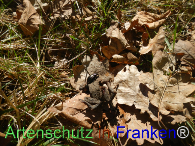 Bild zum Eintrag (1120123-160)