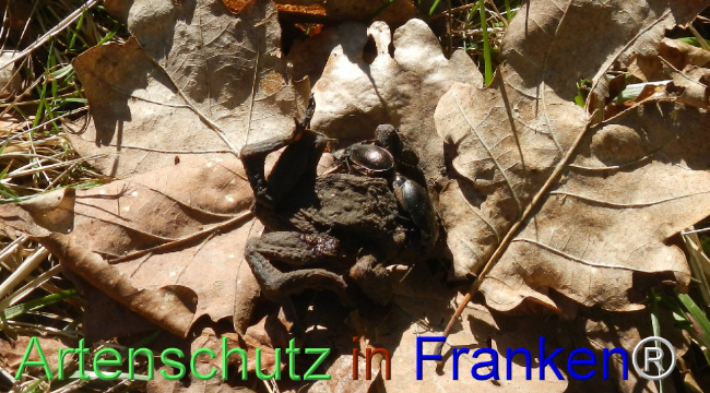 Bild zum Eintrag (1120124-160)