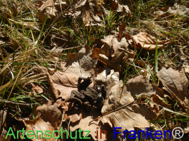 Bild zum Eintrag (1120125-160)