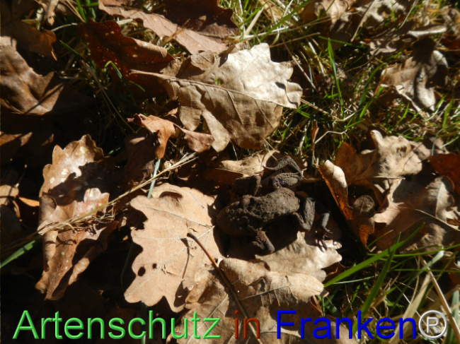 Bild zum Eintrag (1120126-160)