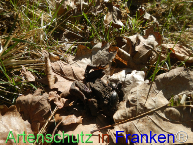 Bild zum Eintrag (1120127-160)