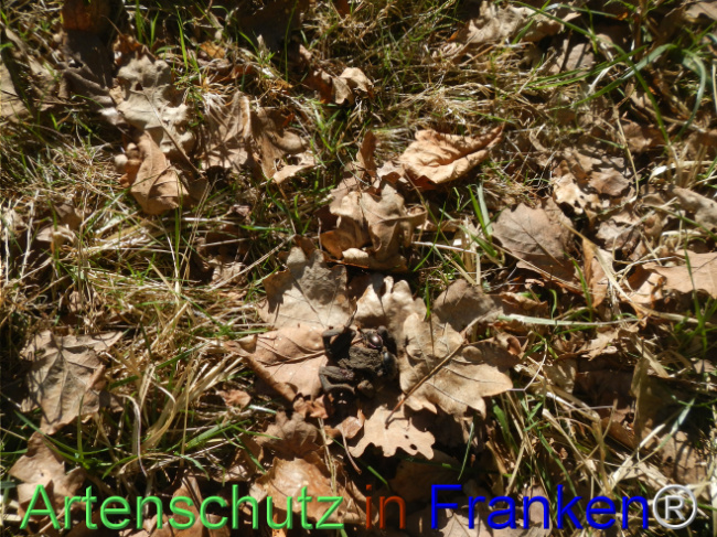 Bild zum Eintrag (1120128-160)