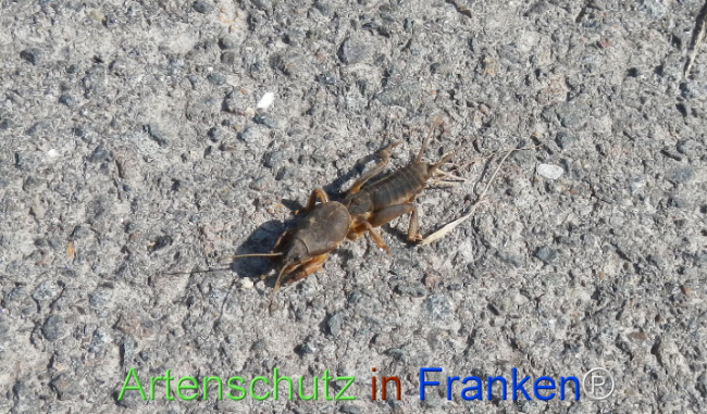 © Artenschutz in Franken® Bild zum Eintrag (1120444-160)