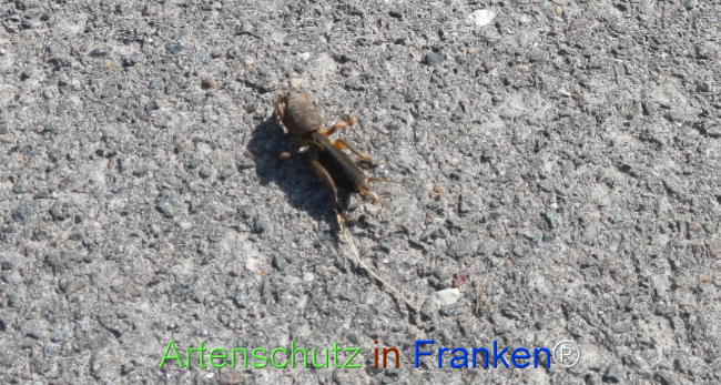 © Artenschutz in Franken® Bild zum Eintrag (1120445-160)