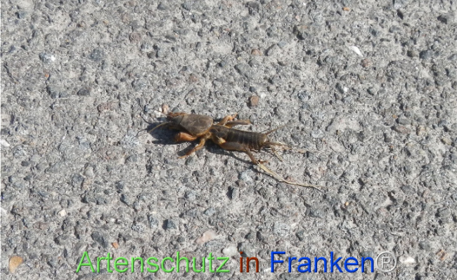 © Artenschutz in Franken® Bild zum Eintrag (1120446-160)