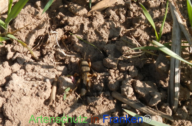 Bild zum Eintrag (1120450-160)