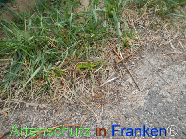 © Artenschutz in Franken® Bild zum Eintrag (1120554-160)