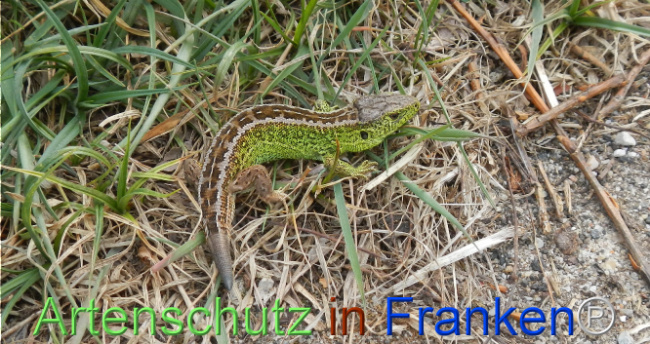 © Artenschutz in Franken® Bild zum Eintrag (1120556-160)