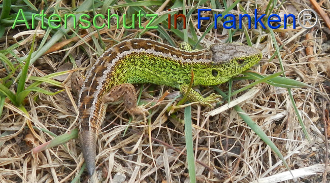© Artenschutz in Franken® Bild zum Eintrag (1120557-160)