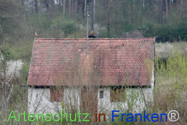 © Artenschutz in Franken® Bild zum Eintrag (1120762-160)