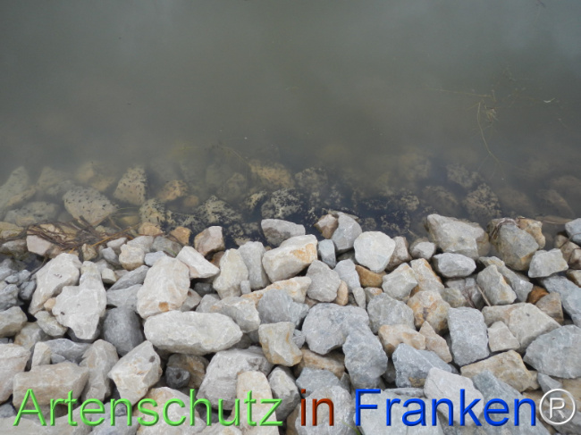 Bild zum Eintrag (1121025-160)