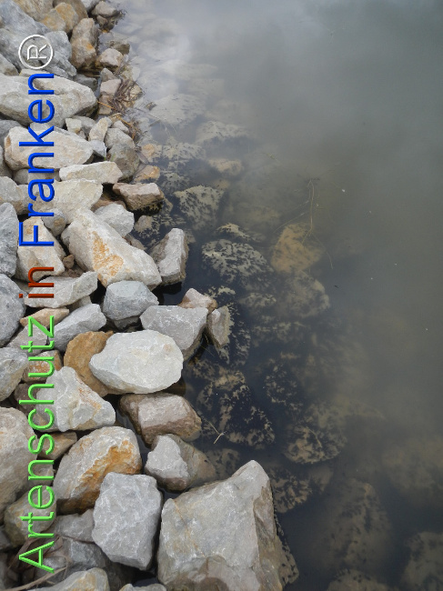 Bild zum Eintrag (1121026-160)