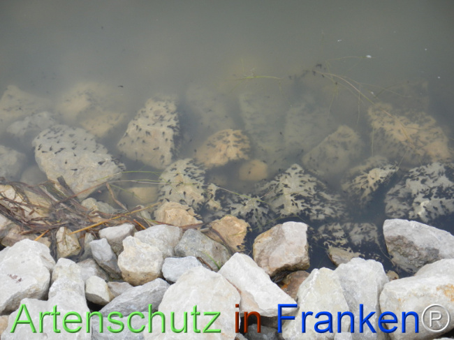 Bild zum Eintrag (1121028-160)
