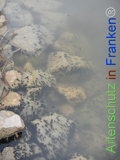 Bild zum Eintrag (1121029-160)