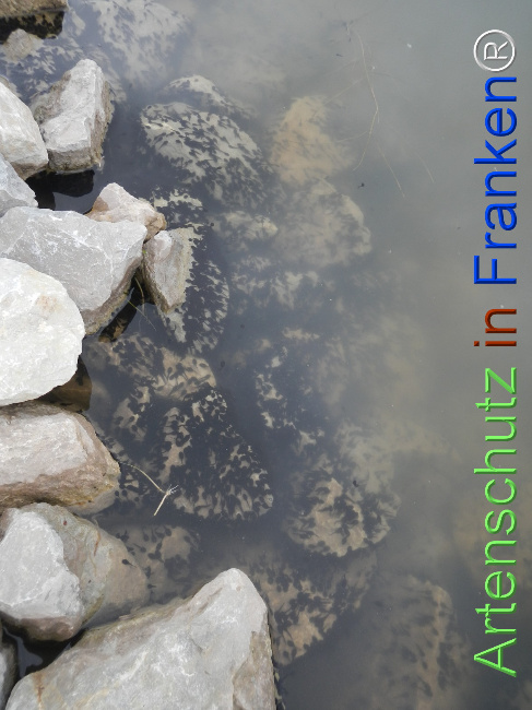Bild zum Eintrag (1121030-160)