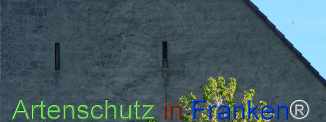 © Artenschutz in Franken® Bild zum Eintrag (1121346-160)