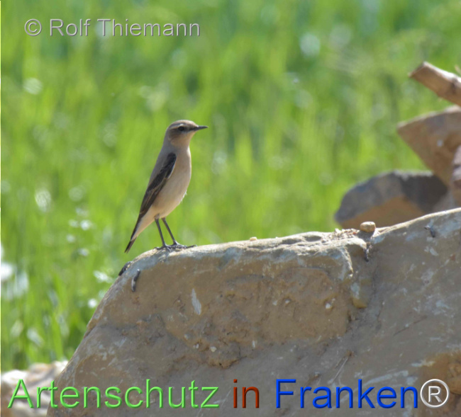 © Artenschutz in Franken® Bild zum Eintrag (1121387-160)