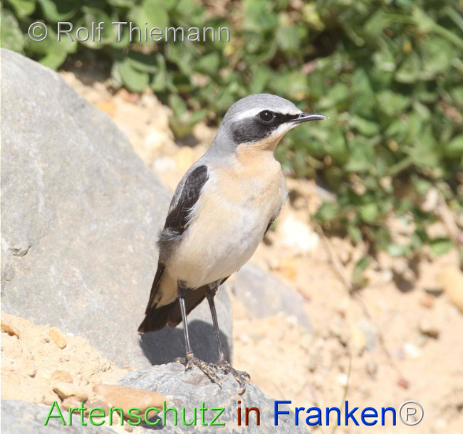 © Artenschutz in Franken® Bild zum Eintrag (1121388-160)