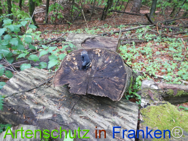 © Artenschutz in Franken® Bild zum Eintrag (1121602-160)