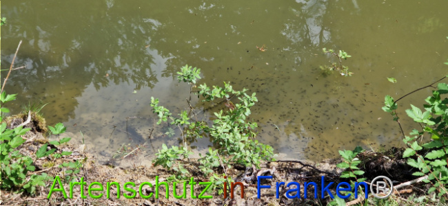 © Artenschutz in Franken® Bild zum Eintrag (1121616-160)