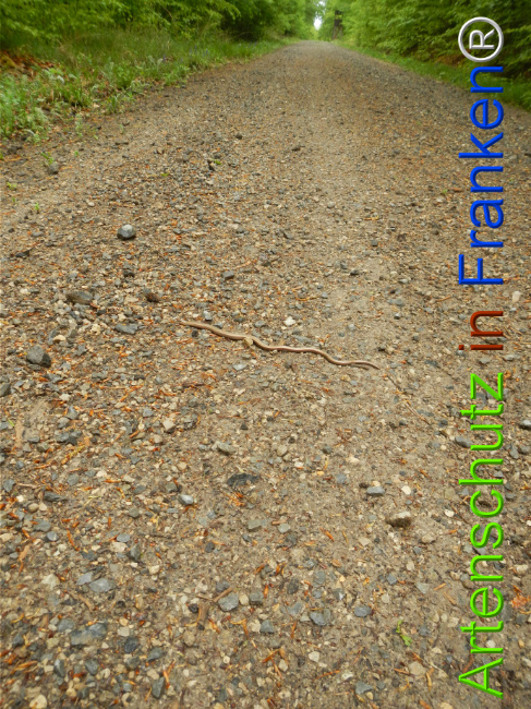 © Artenschutz in Franken® Bild zum Eintrag (1121648-160)