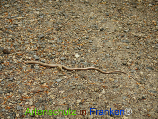 © Artenschutz in Franken® Bild zum Eintrag (1121649-160)