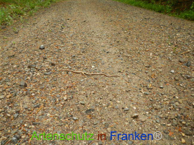 © Artenschutz in Franken® Bild zum Eintrag (1121650-160)