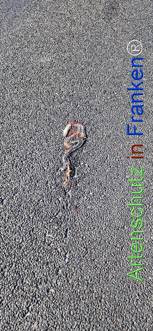 © Artenschutz in Franken® Bild zum Eintrag (1121834-160)