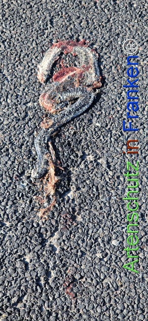 © Artenschutz in Franken® Bild zum Eintrag (1121837-160)
