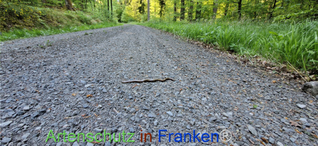 Bild zum Eintrag (1121846-160)