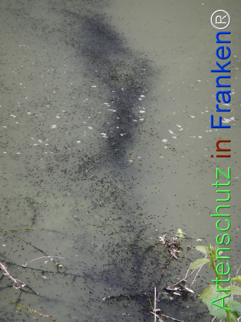 © Artenschutz in Franken® Bild zum Eintrag (1122139-160)