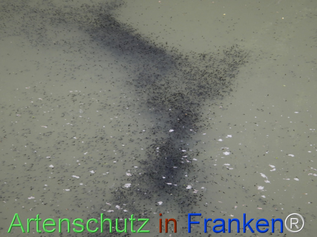 © Artenschutz in Franken® Bild zum Eintrag (1122140-160)