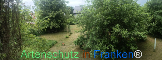 © Artenschutz in Franken® / B. Franz Bild zum Eintrag (1122252-160)