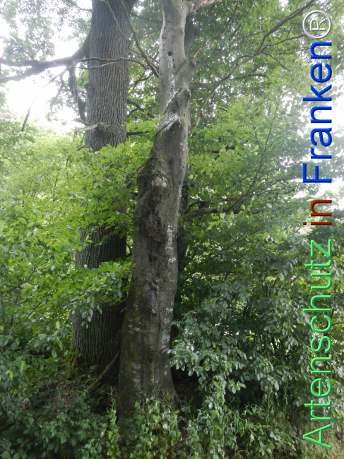 © Artenschutz in Franken® Bild zum Eintrag (1122429-160)