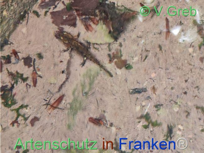 © Artenschutz in Franken® / Greb Bild zum Eintrag (1122438-160)