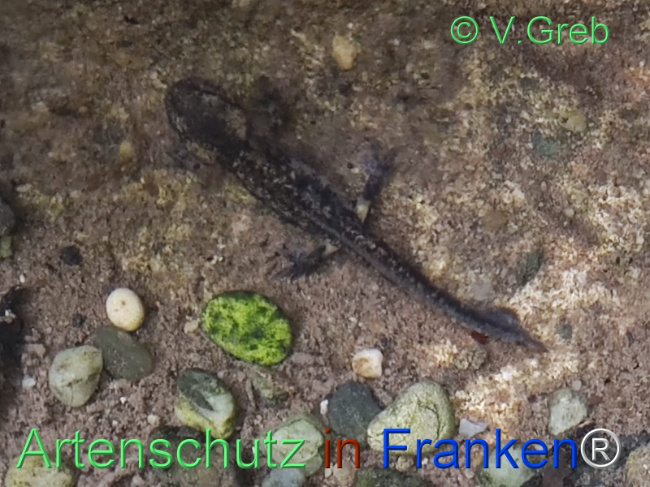 © Artenschutz in Franken® / Greb Bild zum Eintrag (1122504-160)