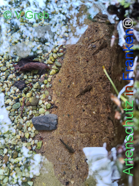 © Artenschutz in Franken® / Greb Bild zum Eintrag (1122505-160)