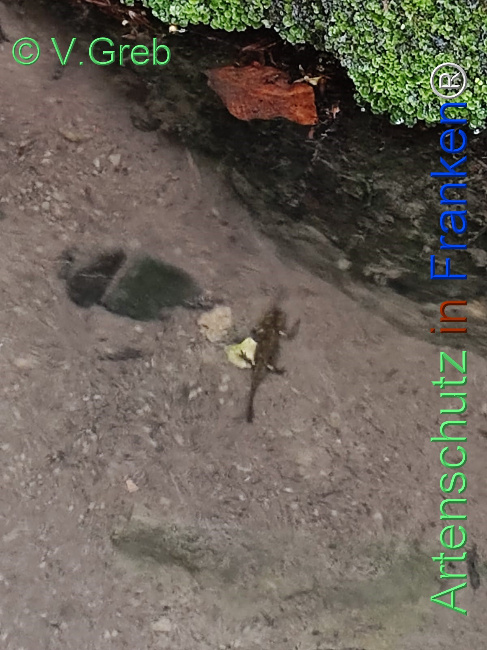 © Artenschutz in Franken® / Greb Bild zum Eintrag (1122506-160)