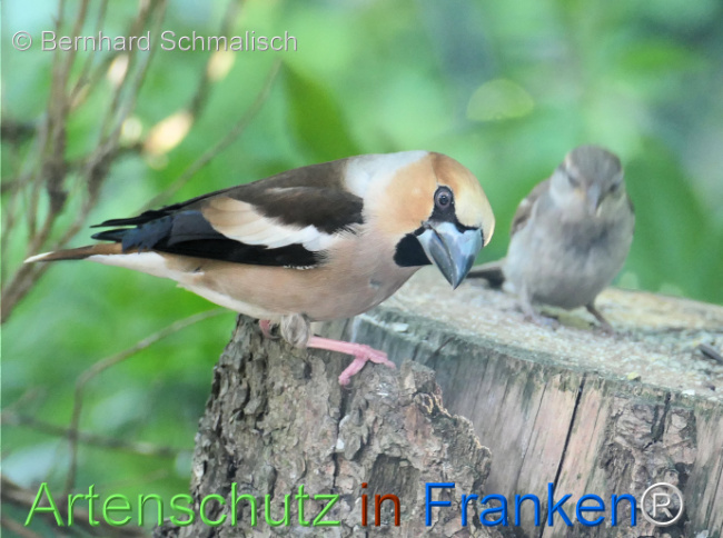 © Artenschutz in Franken® / Bernhard Schmalisch Bild zum Eintrag (1122758-160)