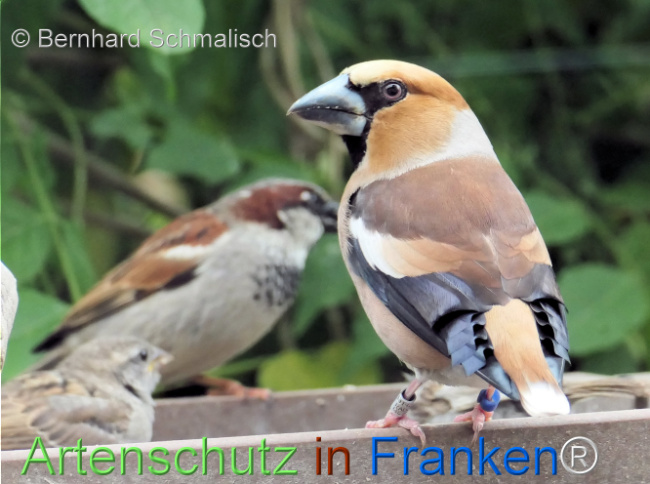 © Artenschutz in Franken® / Bernhard Schmalisch Bild zum Eintrag (1122759-160)