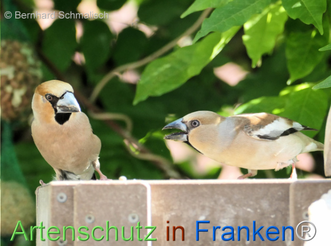 © Artenschutz in Franken® / Bernhard Schmalisch Bild zum Eintrag (1122760-160)