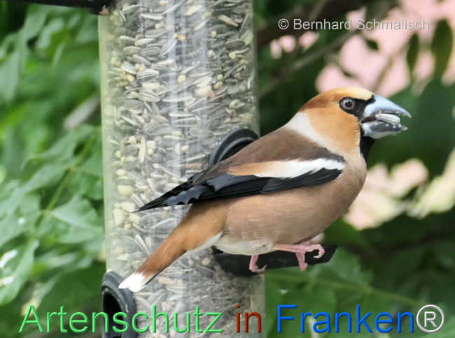 © Artenschutz in Franken® / Bernhard Schmalisch Bild zum Eintrag (1122861-160)