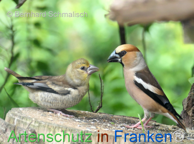 © Artenschutz in Franken® / Bernhard Schmalisch Bild zum Eintrag (1123009-160)